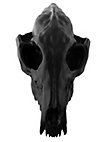 3D-printed fox skull for self-painting (16cm)
